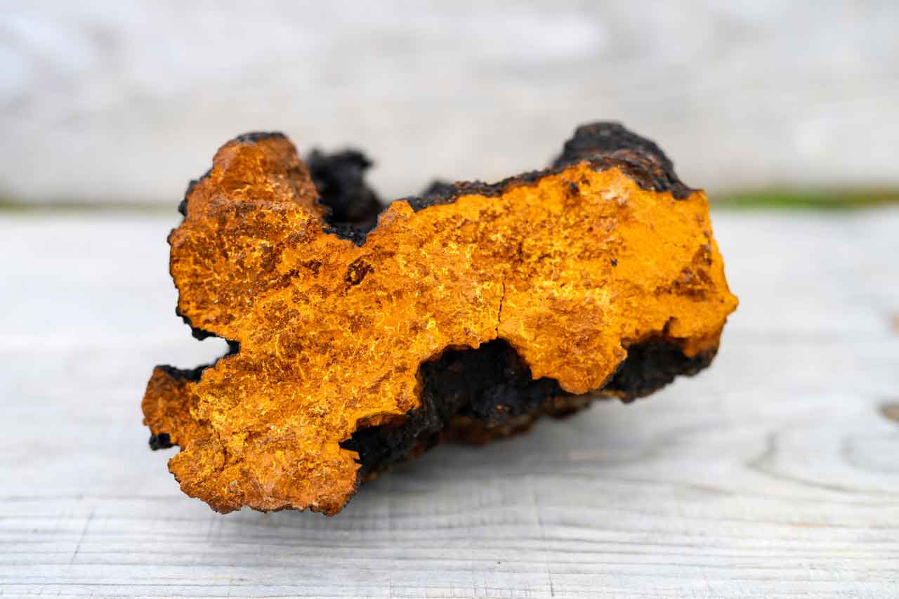Chaga-Vitalpilz-Anti-aging-2025-Jungbrunnen-Blog-imonmushrooms-4