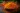 Cordyceps_Der_Vital_Pilz_fuer_Gesundheit_und_Vitalitaet_2_ImOnMushroms_Ratgeber_Blog