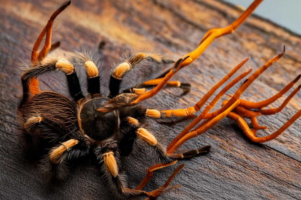 Cordyceps_The-Last-of-Us-Die-unheimliche-Wahrheit-über-den-Cordyceps-Pilz_1_Vitalpilze_ImOnMushroms_Ratgeber_Blog