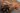 Cordyceps_The-Last-of-Us-Die-unheimliche-Wahrheit-über-den-Cordyceps-Pilz_1_Vitalpilze_ImOnMushroms_Ratgeber_Blog