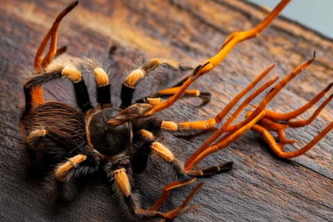 Cordyceps_The-Last-of-Us-Die-unheimliche-Wahrheit-über-den-Cordyceps-Pilz_1_Vitalpilze_ImOnMushroms_Ratgeber_Blog