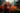 Cordyceps_Von-Yak_Hirten-entdeckt_von-Kaisern-begehrtt_1_Vitalpilze_ImOnMushroms_Ratgeber_Blog