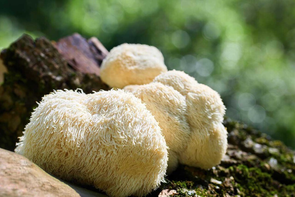 Darum-gilt-der-Lions-Mane-Vitalpilz-als-Wundermittel-fuer-das-Gehirn-1-ImOnMushrooms