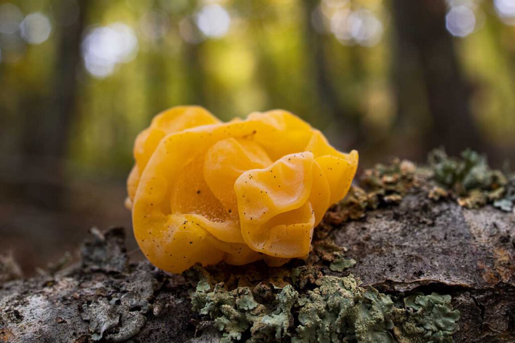 Tremella-der-Feuchtigkeits-Booster-fuer-unwiderstehliche-Haut-Vitalpilz-3-ImOnMushrooms